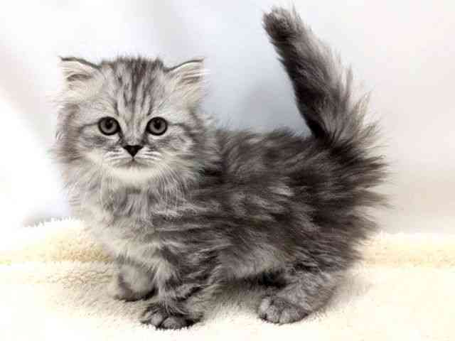 広島県のマンチカン (ひごペットフレンドリーゆめタウン廿日市店/2025年12月25日生まれ/女の子/シルバーパッチドタビー)の子猫の3枚目の画像