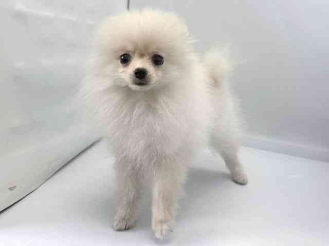 京都府のポメラニアン (ひごペットフレンドリー京都店/2025年9月20日生まれ/女の子/クリーム)の子犬の3枚目の画像