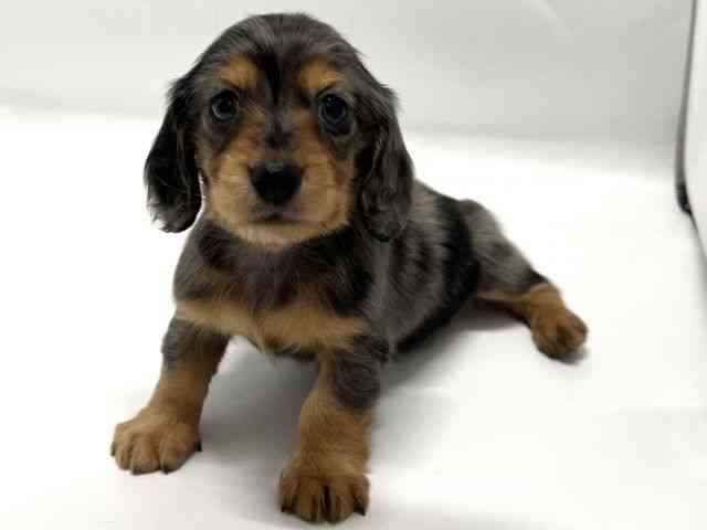 京都府のカニンヘンダックスフンド(ロング) (ひごペットフレンドリー京都店/2025年12月27日生まれ/男の子/シルバーダップル)の子犬の3枚目の画像