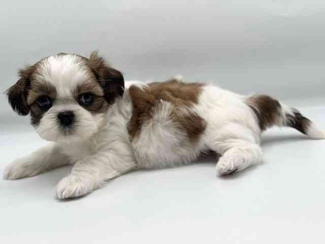 香川県のシーズー (ひごペットフレンドリーゆめタウン高松店/2025年12月26日生まれ/女の子/ホワイトゴールド)の子犬の3枚目の画像