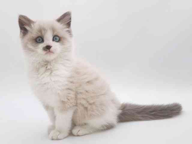 大阪府のラグドール (ひごペットフレンドリー泉ヶ丘店/2025年12月26日生まれ/男の子/ブルーポイントバイカラー)の子猫の3枚目の画像