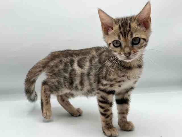 香川県のベンガル (ひごペットフレンドリーゆめタウン高松店/2025年12月25日生まれ/女の子/ブラウンスポットタビー)の子猫の3枚目の画像