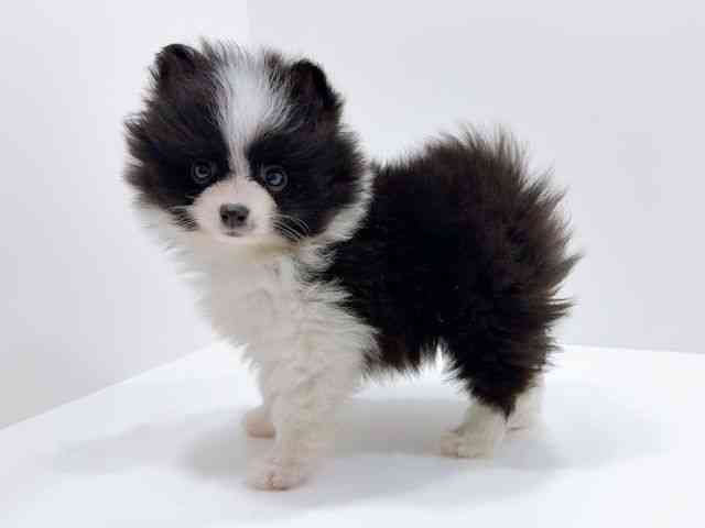 広島県のポメラニアン (ひごペットフレンドリーフジグラン神辺店/2025年12月26日生まれ/女の子/ブラックホワイト)の子犬の3枚目の画像