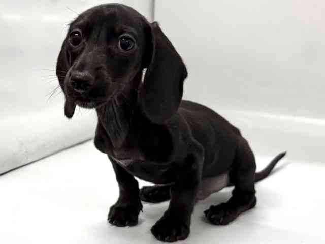 京都府のミニチュアダックスフンド(スムース) (ひごペットフレンドリー京都店/2025年12月26日生まれ/男の子/ブラック)の子犬の3枚目の画像