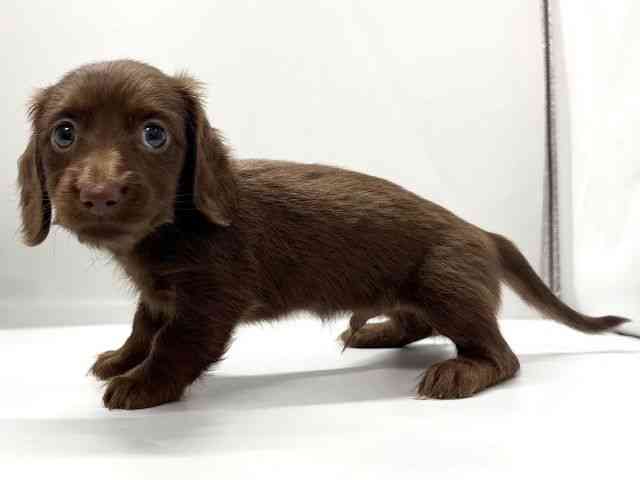 京都府のミニチュアダックスフンド(ロング) (ひごペットフレンドリー京都店/2025年12月26日生まれ/男の子/チョコレート)の子犬の3枚目の画像