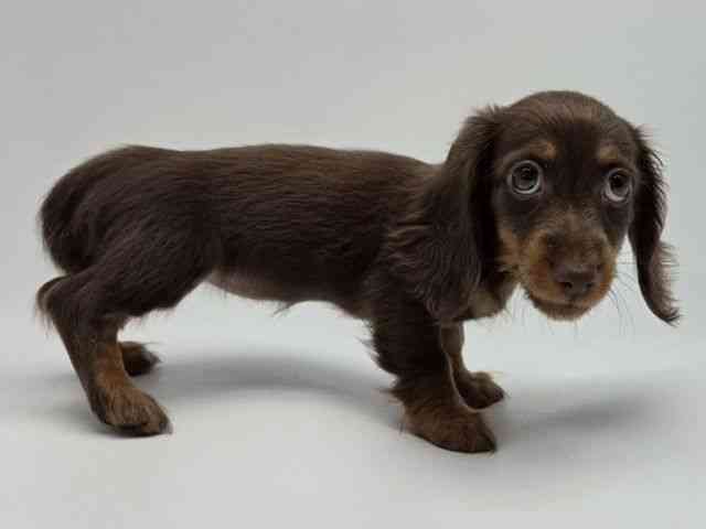 島根県のミニチュアダックスフンド(ロング) (ひごペットフレンドリーイオンモール出雲店/2025年12月26日生まれ/女の子/チョコレートタン)の子犬の3枚目の画像