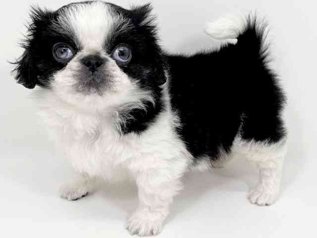 京都府のペキニーズ (ひごペットフレンドリーイズミヤショッピングセンター八幡店/2025年12月25日生まれ/男の子/パーティーカラー)の子犬の3枚目の画像