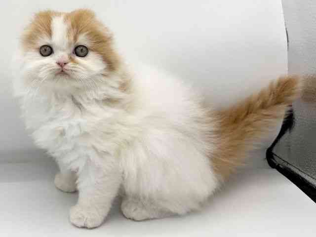 大阪府のスコティッシュフォールド (ひごペットフレンドリーららぽーとEXPOCITY店/2025年12月28日生まれ/女の子/レッドタビーホワイト)の子猫の3枚目の画像