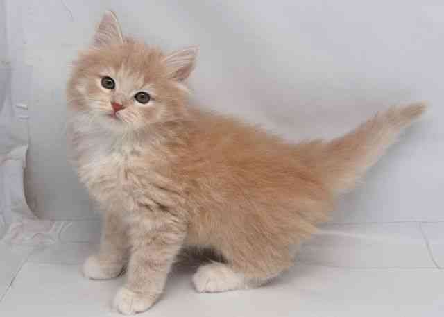 鳥取県のノルウェージャンフォレストキャット (ひごペットフレンドリーイオンモール鳥取北店/2025年12月27日生まれ/女の子/クリームタビーホワイト)の子猫の3枚目の画像