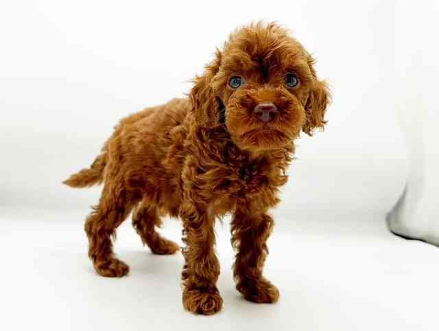 兵庫県のトイプードル(トイ) (ひごペットフレンドリーコロワ甲子園店/2025年12月26日生まれ/女の子/レッド)の子犬の3枚目の画像