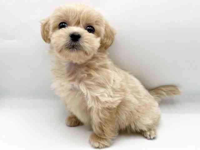 奈良県のペキプー(ペキニーズ×プードル) (ひごペットフレンドリートナリエ大和高田店/2025年12月28日生まれ/女の子/アプリコット)の子犬の3枚目の画像