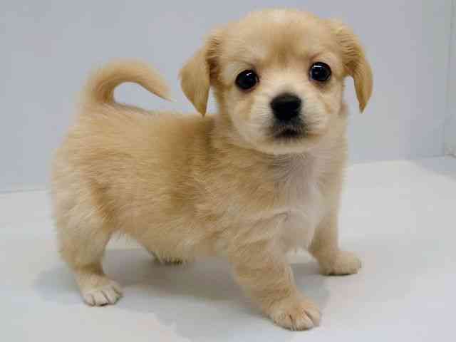 大阪府のチワックス(チワワ×ダックス) (ひごペットフレンドリーセブンパーク天美店/2025年12月27日生まれ/男の子/イエロー)の子犬の3枚目の画像