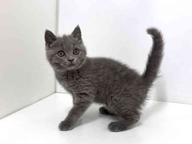 大阪府のブリティッシュショートヘアー (ひごペットフレンドリーベルファⅡ都島店/2025年12月28日生まれ/女の子/ブルー)の子猫の3枚目の画像