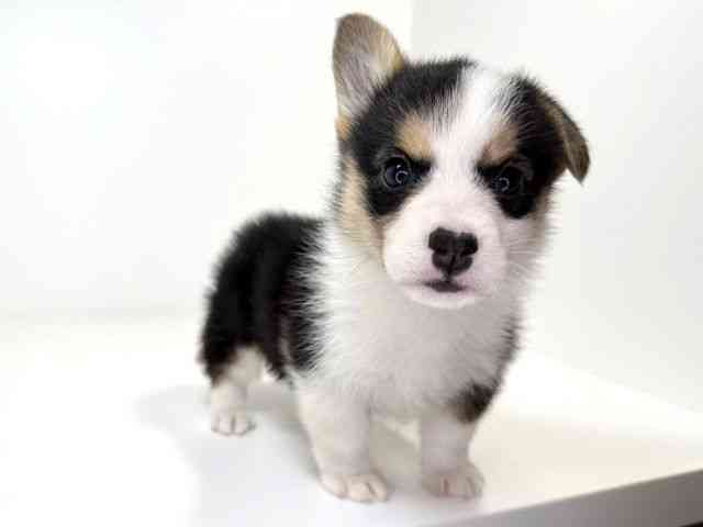 兵庫県のウェルシュコーギーペンブローク (ひごペットフレンドリーイトーヨーカドー明石店/2025年12月27日生まれ/女の子/ブラックタンホワイト)の子犬の3枚目の画像