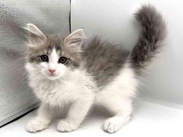 京都府のサイベリアン (ひごペットフレンドリーイオンモール高の原店/2025年12月28日生まれ/男の子/ブルータビーホワイト)の子猫の3枚目の画像