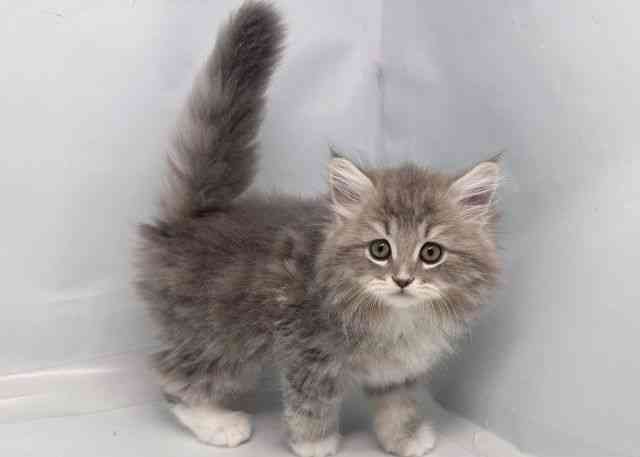 鳥取県のサイベリアン (ひごペットフレンドリーイオンモール鳥取北店/2025年12月28日生まれ/男の子/ブルータビーホワイト)の子猫の3枚目の画像