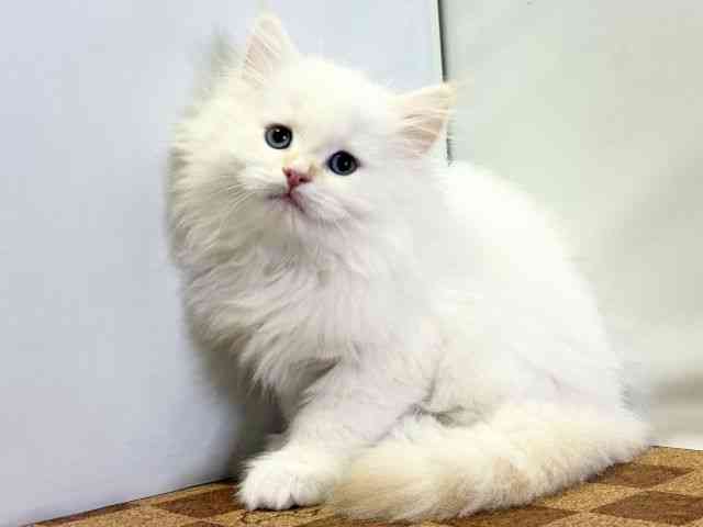 愛媛県のネヴァマスカレード (ひごペットフレンドリーエミフルMASAKI店/2025年12月28日生まれ/男の子/クリームポイントホワイト)の子猫の3枚目の画像