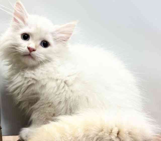 愛媛県のネヴァマスカレード (ひごペットフレンドリーエミフルMASAKI店/2025年12月28日生まれ/男の子/クリームポイントホワイト)の子猫の3枚目の画像