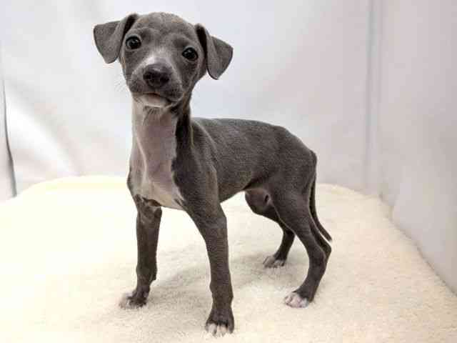 広島県のイタリアングレーハウンド (ひごペットフレンドリーゆめタウン廿日市店/2025年12月27日生まれ/女の子/ブルーホワイトマーキングス)の子犬の3枚目の画像