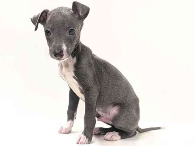 福岡県のイタリアングレーハウンド (ひごペットフレンドリーリバーウォーク北九州店/2025年12月27日生まれ/男の子/ブルーホワイトマーキングス)の子犬の3枚目の画像