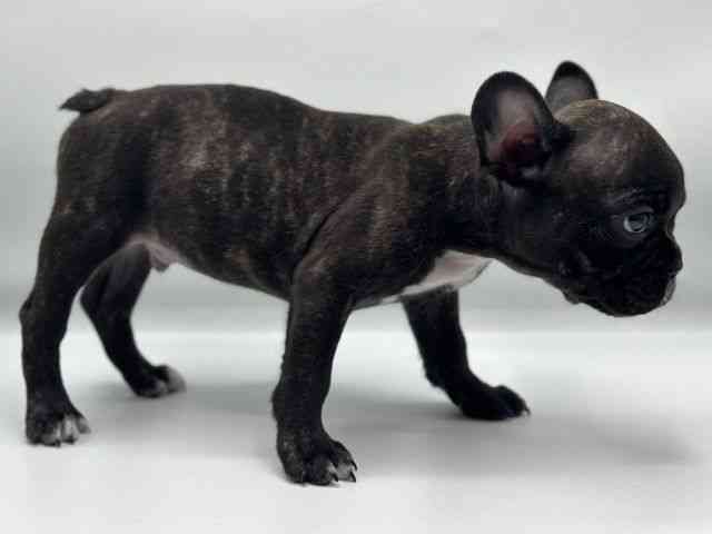 香川県のフレンチブルドッグ (ひごペットフレンドリーゆめタウン高松店/2025年12月26日生まれ/男の子/ブリンドル)の子犬の3枚目の画像