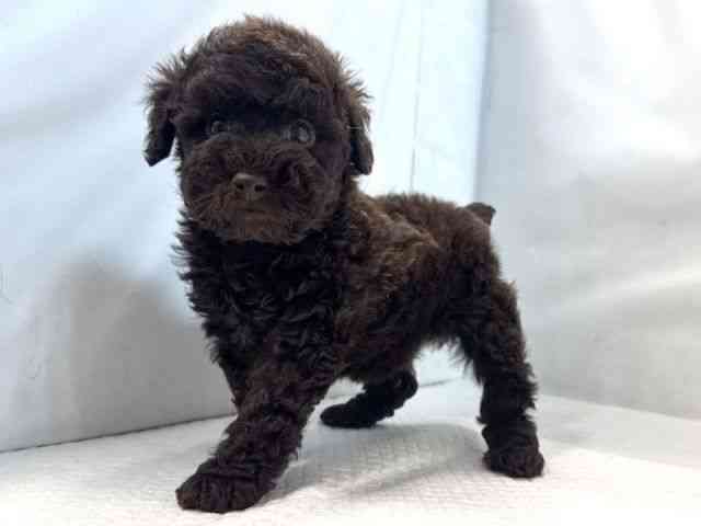 大阪府のトイプードル(トイ) (ひごペットフレンドリー堺プラットプラット店/2025年12月27日生まれ/男の子/ブラウン)の子犬の3枚目の画像