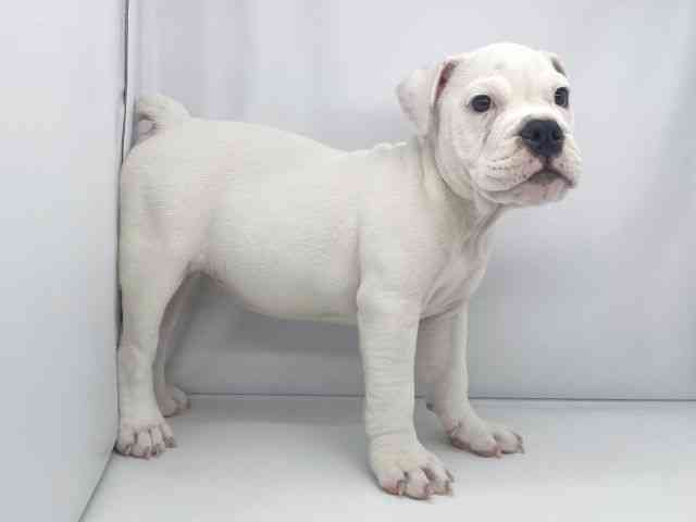 兵庫県のブルドッグ (ひごペットフレンドリーイオンタウン加古川店/2025年12月23日生まれ/女の子/ホワイト)の子犬の3枚目の画像