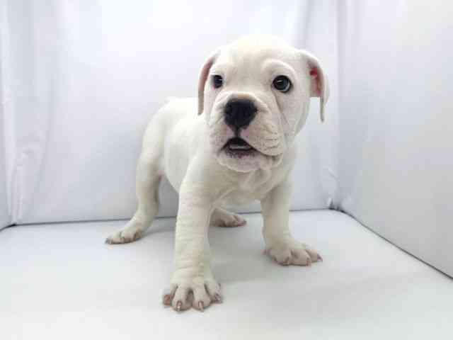 兵庫県のブルドッグ (ひごペットフレンドリーイオンタウン加古川店/2025年12月23日生まれ/女の子/ホワイト)の子犬の3枚目の画像