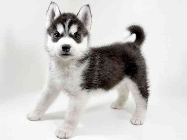 京都府のシベリアンハスキー (ひごペットフレンドリーイズミヤショッピングセンター八幡店/2025年12月25日生まれ/男の子/ブラックホワイト)の子犬の3枚目の画像