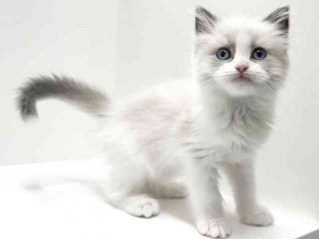 愛知県のラグドール (ひごペットフレンドリーららぽーと名古屋みなとアクルス店/2025年12月26日生まれ/女の子/ブルーポイントバイカラー)の子猫の3枚目の画像