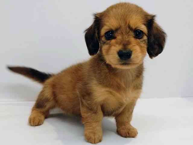 大阪府のミニチュアダックスフンド(ロング) (ひごペットフレンドリーセブンパーク天美店/2025年12月27日生まれ/女の子/レッド)の子犬の3枚目の画像