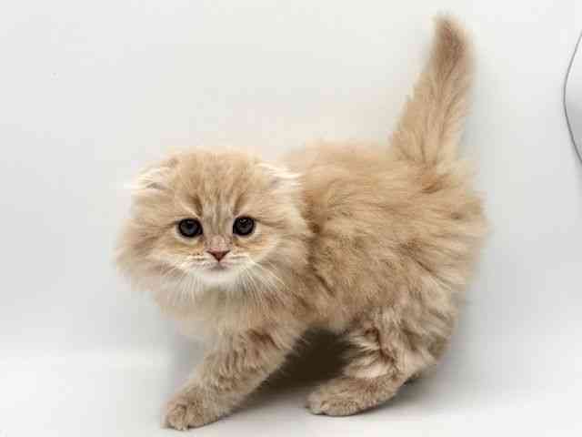 大阪府のスコティッシュフォールド (ひごペットフレンドリーみのおキューズモール店/2025年12月27日生まれ/女の子/クリーム)の子猫の3枚目の画像