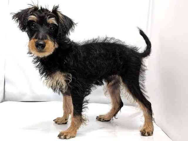 広島県のハーフ犬・ミックス犬 (ひごペットフレンドリーゆめタウン廿日市店/2025年12月27日生まれ/男の子/ブラックタン)の子犬の3枚目の画像