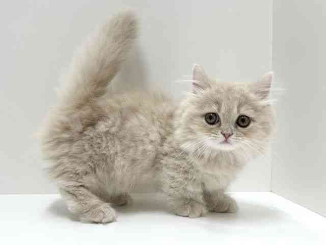 愛知県のマンチカン (ひごペットフレンドリーららぽーと名古屋みなとアクルス店/2025年12月18日生まれ/女の子/クリームタビー)の子猫の3枚目の画像