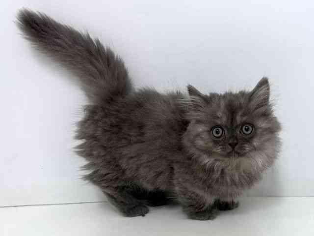 大阪府のマンチカン (ひごペットフレンドリーベルファⅡ都島店/2025年12月18日生まれ/男の子/ブルースモーク)の子猫の3枚目の画像