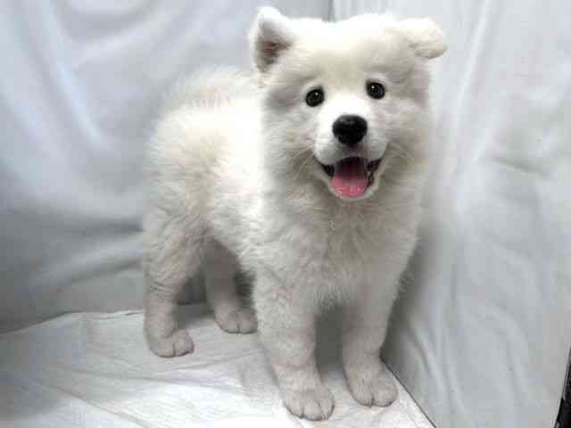 大阪府のサモエド (ひごペットフレンドリー堺プラットプラット店/2025年12月27日生まれ/男の子/ホワイト)の子犬の3枚目の画像