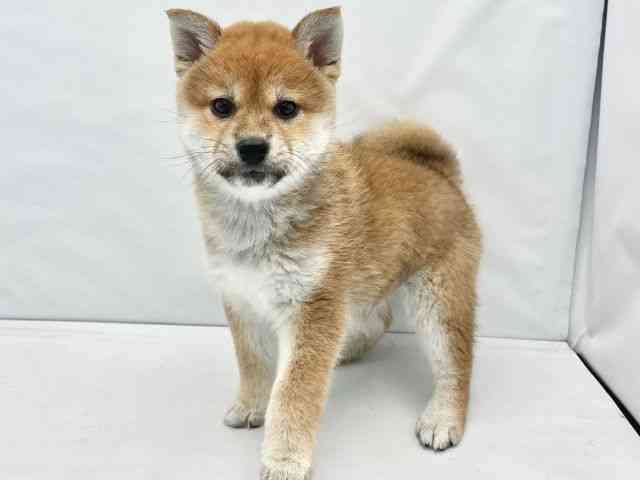 大阪府の柴犬(標準サイズ) (ひごペットフレンドリーイトーヨーカドー津久野店/2025年12月27日生まれ/男の子/赤)の子犬の3枚目の画像