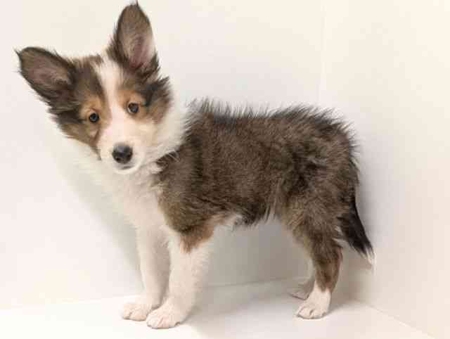 福岡県のシェットランドシープドッグ (ひごペットフレンドリーリバーウォーク北九州店/2025年12月27日生まれ/女の子/セーブルホワイト)の子犬の3枚目の画像