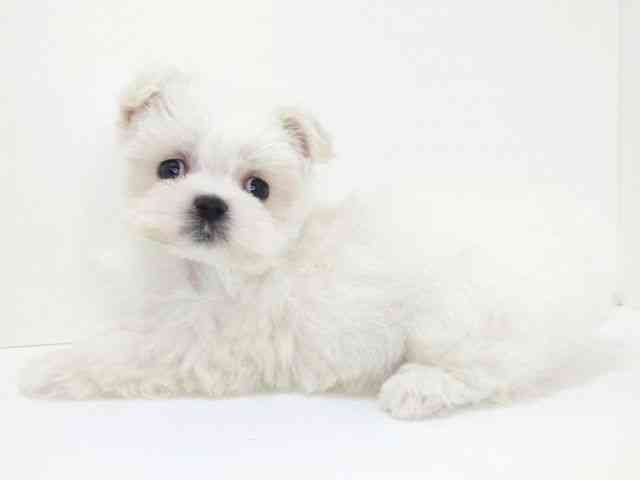 大阪府のマルチーズ (ひごペットフレンドリーいこらもーる泉佐野店/2025年12月26日生まれ/女の子/ホワイト)の子犬の3枚目の画像