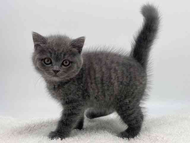 島根県のブリティッシュショートヘアー (ひごペットフレンドリーイオンモール出雲店/2025年12月26日生まれ/男の子/ブルー)の子猫の3枚目の画像