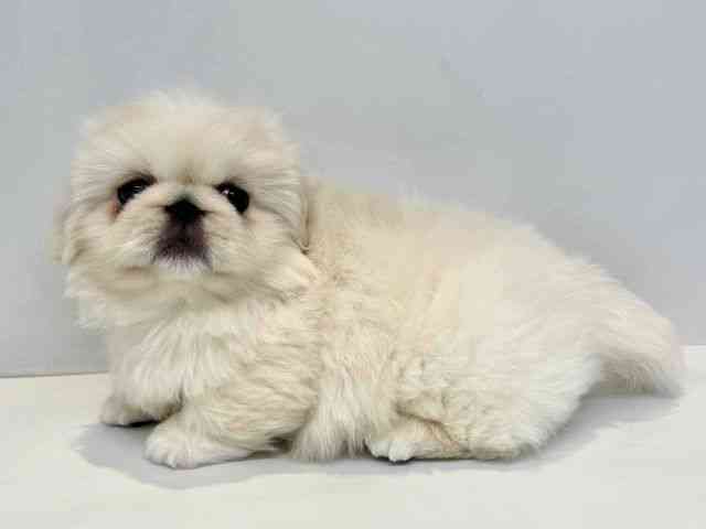 大阪府のペキニーズ (ひごペットフレンドリーセブンパーク天美店/2025年12月23日生まれ/男の子/ホワイト)の子犬の3枚目の画像