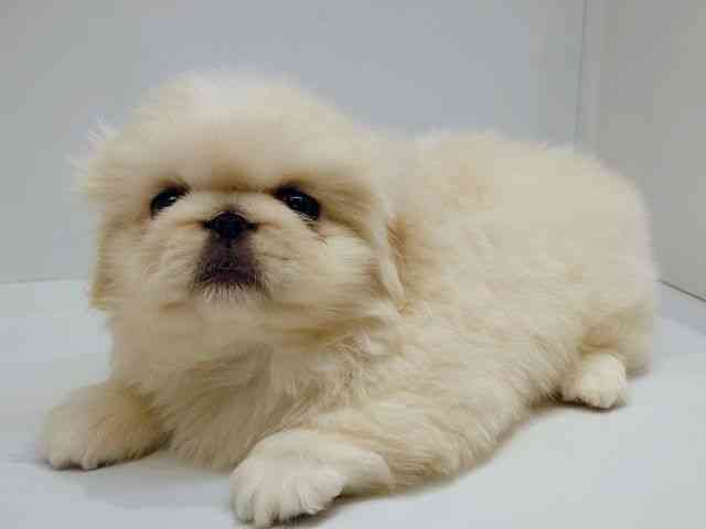 大阪府のペキニーズ (ひごペットフレンドリーセブンパーク天美店/2025年12月23日生まれ/男の子/ホワイト)の子犬の3枚目の画像