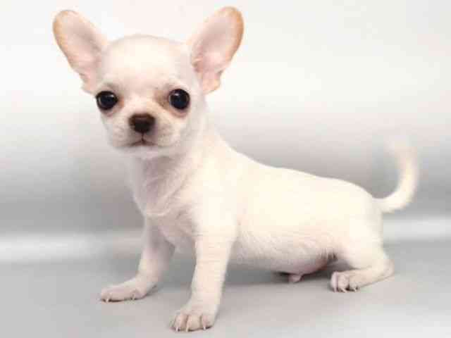 大阪府のチワワ(スムース) (ひごペットフレンドリー岸和田店/2025年12月27日生まれ/男の子/ホワイトクリーム)の子犬の3枚目の画像