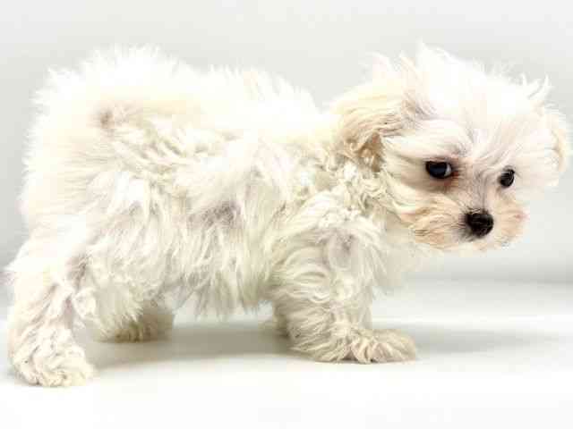 愛知県のマルチーズ (ひごペットフレンドリーヴィアモール アピタ江南西店/2025年12月21日生まれ/女の子/ホワイト)の子犬の3枚目の画像