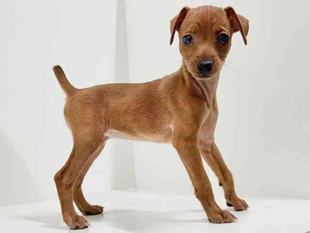 奈良県のミニチュアピンシャー (ひごペットフレンドリーイオンモール橿原ウエスト・ビレッジ店/2025年12月28日生まれ/女の子/レッド)の子犬の3枚目の画像