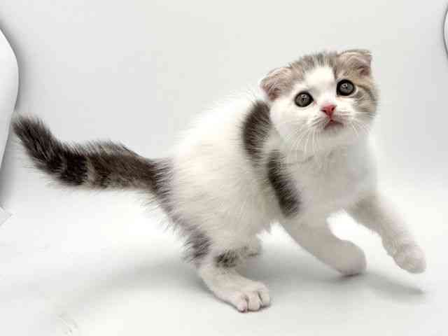 大阪府のスコティッシュフォールド (ひごペットフレンドリーみのおキューズモール店/2025年12月25日生まれ/男の子/ブルータビーホワイト)の子猫の3枚目の画像