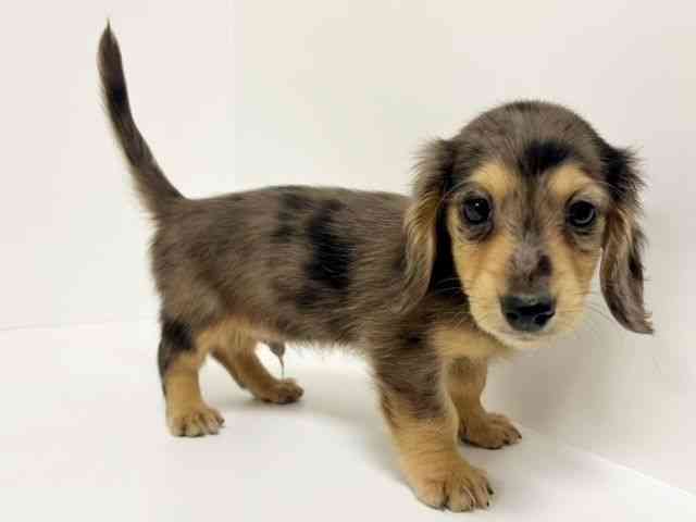 愛知県のミニチュアダックスフンド(ロング) (ひごペットフレンドリーイトーヨーカドー知多店/2025年12月28日生まれ/男の子/シルバーダップル)の子犬の3枚目の画像