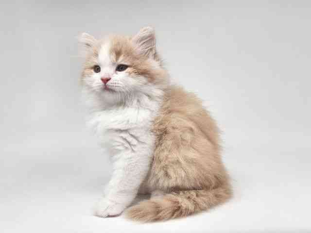 大阪府のマンチカン (ひごペットフレンドリー泉ヶ丘店/2025年12月26日生まれ/男の子/クリームタビーホワイト)の子猫の3枚目の画像