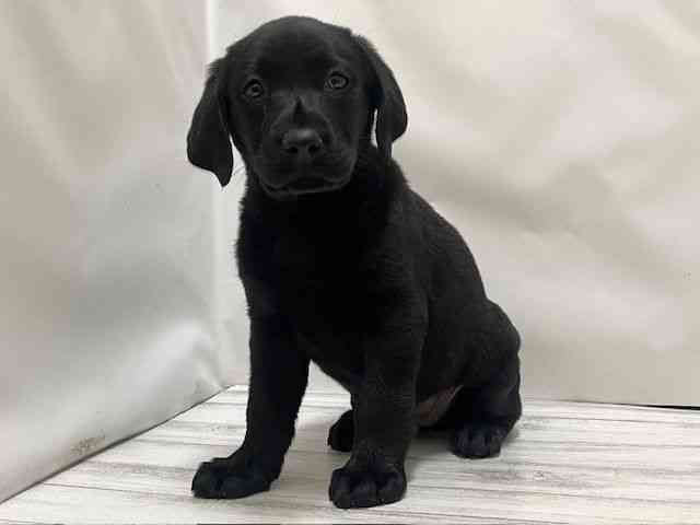 和歌山県のラブラドールレトリーバー (ひごペットフレンドリーパームシティ和歌山店/2025年12月27日生まれ/女の子/ブラック)の子犬の3枚目の画像