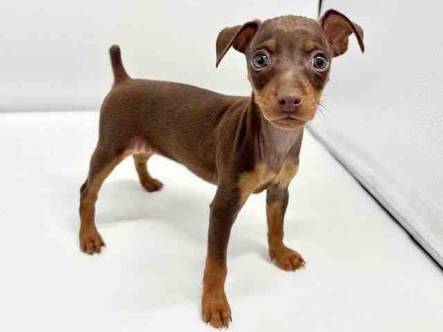 大阪府のミニチュアピンシャー (ひごペットフレンドリーイオンタウン豊中庄内店/2025年12月28日生まれ/女の子/チョコレートタン)の子犬の3枚目の画像